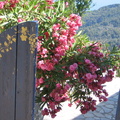 SAMOS-2008 (131)